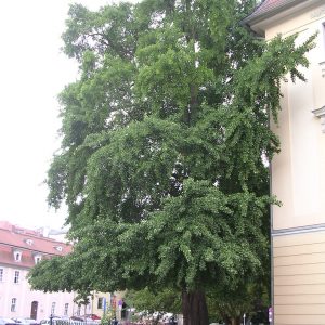 Berühmte Pflanzen erzählen